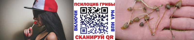 Псилоцибиновые грибы Cubensis  Губкинский 